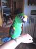 Prodám papouška konžského, ochočený, jde na ruku, stáří 2 roky, možno i s klecí. Krásně zbarvený sameček, zelenooranžový. 