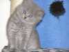 Prodám britské koťátko bez PP.Je to kočička.Barva modrá a je dlouhosrstá.
Je odčervená,očkovaná a naučená na kočičí WC.