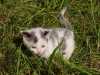 Roztomilá šedo-bílá kočička čeká na nový domov. Daruji do dobrých rukou, k odběru bude od srpna.