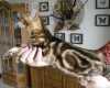 Bengálská mramorovaná kočička z Ch.s.BONDIVAL , BEN n 22 , nar. 15.5.08 vhodná jako luxusní mazlíček, velmi milá povaha. K odběru IHNED. tel: 605 074 919 , web: www.bengal.euweb.cz