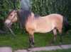 Prodám koně - FJORD - valach, 155 cm, 18 let, vitální. Jen do dobrých rukou. Jižní Morava,