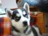 Prodám štěně Sibiřského Husky, bližší info na : http://psi.sbazar.cz/sibirsky-husky-krucemburk-o1787574.html