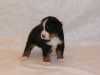 Prodám krásná štěňátka Bernského salašnického psa s PP po výstavně úspěšných rodičích, odběr po 20. říjnu 2008