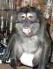 zkrocený i opice kapucín pro přijetí