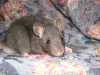 Potkaní mazlíci s výpisem předků