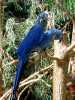 Pár Hyacinth papoušek Parrot zdarma přijetí