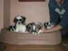 Prodám 5 krásných štěňat psíků shitzu trikolor,očkovaná,odčervená bez PP odběr ihned