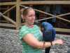 krásné modré a zlaté papoušci papoušek pro zpetný navádení na cíl