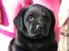 Labrador retriever:
Poslední velmi krásná a nadějná černá fenka IHNED K ODBĚRU!Odchovávaná v rodinném prostředí.
www.labrador-curly.cz      tel.:606 72 52 68