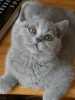Prodám britskou modrou kočičku s PP-věk 4 měsíce,několikrát odčervená,2x očkovaná.Vhodná na výstavy a chov,nebo jen luxusní mazlíček.Zvyklá na děti.Nesnese se s druhou kočkou-proto důvod prodeje.Pouze do výborných podmínek,kde není jiná kočička.
