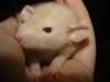 Potkaní mláďata s PP