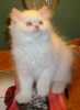 bílé perské kočky zdarma přijetí