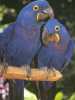 inteligentní papoušek hyacint papoušci připraveni pro dobrý domo