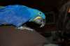 hyacint papoušek papoušci pro přijetí