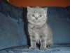 Zadám poslední čistokrevné koťátko britské modré kočky