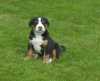 Prodám štěňata Velkého švýcarského salašnického psa s PP, k odběru v červenci. Bližší info telefonicky na 603115477 nebo na www.moravskalouka.cz