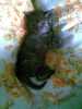 Přenechám toto tmavě mourovaté kotě - kocourka kočky domácí. Koťě mohu případně zavézt do Prahy. K odběru ihned. Odpovídejte zásadně jen při vážném zájmu. !!!SPĚCHÁ!!!!