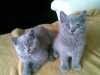 Prodám britská koťátka bez PP, narozena 14.3.2009.Jsou to dvě kočičky(1 modrá a 2 modřeželvovinová).Jsou 2x očkovaná(očkování rozšířené)budoucí majitel už nemusí očkovat,odčervená a naučená na toaletu.
Jsou krásní a mazliví.K odběru ihned