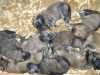 Prodáme štěňátka Leonbergera bez PP, budou odčervená, očkována k odběru kolem 26.7.2009. Pes je vhodný do domečku se zahradou, vhodný i k dětem.