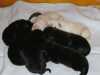 Prodám čistokrevná štěnata labradora bez PP.Černá a smetanová.4 fenky a 5 psů.Odčervená a očkovaná.
