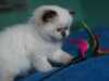 Chovateľská stanica britských mačiek ponúka mačiatka s PP vo farbe colourpoint 
s  modrými očami po kvalitných testovaných rodičoch. Maciatka sú socializované, 
zvyknuté na psa. Viac na www.british-cats.sk, tel: 00421903134321