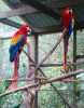 výborný samec i samice Scarlet papoušek papoušci pro přijetí