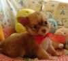 dobře vyškolený a krásné Chihuahua štěně pro přijetí
