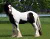 Mám koně, že já dávám na přijetí, koně se nazývá Callie a je 3 roky staré. kůň je samice a velmi přátelský, kůň je veterináři kontrolují a má všechny své dokumenty, kůň je krásný a miluje hrát s dětmi a ostatní domácí zvířata. tak dostat zpět pro více informací a fotografií.