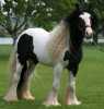 Krásné cikánské vanner koně k přijetí.