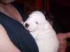 .Prodám psa argentiny křížené s německou má víc do argentiny je celý bílí jediný pes z 9 štěnat.Odběr ihned.Cena tento tyden 3000 příští tyden 4000.