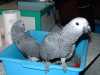 Papoušci (africké šedé / ara / Cockatoos / Amazoni