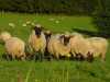 Ovčí farma Veselý nabízí k prodeji cca 40 ks kulatých balíků (v.160cm) letošního sena, balené červenec/srpen, vhodné krmivo pro dobytek, ovce, popř. koně a další. Cena 300kč/ks. Dále nabízíme k prodeji jehňata plemene Oxford Down, narozená březen, duben 2008,2009. Jatečný jehňata cena 60kč/ks, chovná jehňata cena dohodou. Více info: J. Veselý tel.: 723 34 54 84