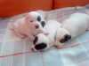 Predám šteniatka JRT parson sú veľmi pekné,krásne sfarbené 3 psíkovia dvaja sú tricolor a jeden bicolor bielo čierny a jedna fenka bicolor.Sú odčervené,následne budú ešte raz odčervované a potom očkované.Odber po 23.10