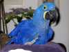 Hyacint ara papoušek pro přijetí