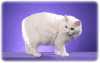 Britská koťata bílá a tricolor