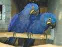 
Mám pár papoušek hyacint papoušci, které chci, aby to zcela zdarma přijetí. jsou oba 1 rok staré a. Jsem ochoten dát se na všechny milující a starostlivá rodina, kdo jim dá lásku, kterou potřebují. mail zpět pro více informací a fotografi