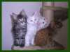 Chovatelská stanice Esprit Fort nabízí k prodeji 3 koťátka-kluky s PP, očkováním. K odběru do konce ledna. Vhodní na výstavy a do chovu.
Barvy:černá želva, dva bílí
červená-zabrán