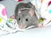 Potkani mladatka - domaci mazlicci