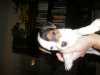 Štěňátka Jack Russel Terrier