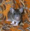 Miminka potkaních mazlíků s VP