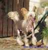 Čínský chocholatý pes nabízím ke krytí uchovněné nahé pejsky .Narcius z Jasné hvězdy a Gucci Čertova stěna .Rodokmeny a více info  na našich stránkách POUZE PRO UCHOVNĚNÉ FENKY