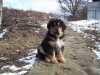 prodám štěně tibetské dogy nar.23.12.2009,bez PP porodičích s PPmatka beauty khan zatím neuchovněna,očkováno,odčerveno pohl.psík,odběr možný ihned,cena dohodou