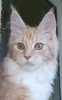 Hledám pohodový domov pro stříbřitou krémovobílou kočičku s PP. Je 2 roky stará, kastrovaná, mazlivá, hravá, velká, naplní váš život novými zážitky. Volejte: 728156695