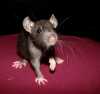 Potkaní mazlíci s PP