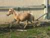 Prodám ročního poníka Sama, hřebec, narozen 23.5.2009, isabela, předpokládaná výška v dospělosti 130 cm, čipovaný, otec Del Aifr. 