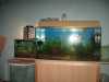 Prodám dva akvaria s příslušenstvím i s rybkama o rozměrech 40 délka,25šířka,30výška.Druhé 100x34x50.