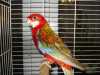Prodám papouška, samečka rosely pestré, červená forma
