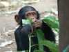 dobře vyškolených mladých šimpanzů 
