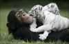 dítě  tygry a šimpanz pro přijetí 