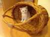 Nabízím k odběru bílé britské koťátko-kočičku. Je 2x očkovaná, odčervená, naučená na škrabadlo a kočičí záchod. Je to velký mazlíček, zvyklá na byt.
